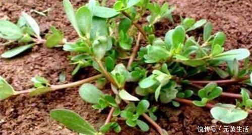 维生素c|想长寿要会吃,三种食物,常吃补血益气,护肤养颜,更健康