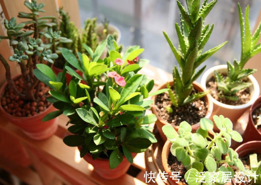 氮肥|这种自制高氮肥,用好了,比淘米水、啤酒水效果好得多