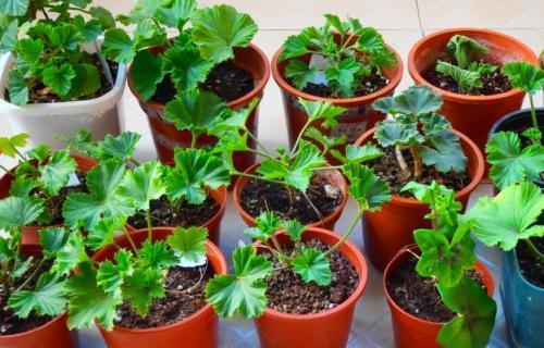 漂亮花|4种漂亮花,别再花钱买,剪根枝条插土里就能长出一盆!