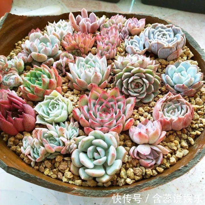 坛子|他用菜坛子种多肉,1分不花,呼呼长成“大米饭”!