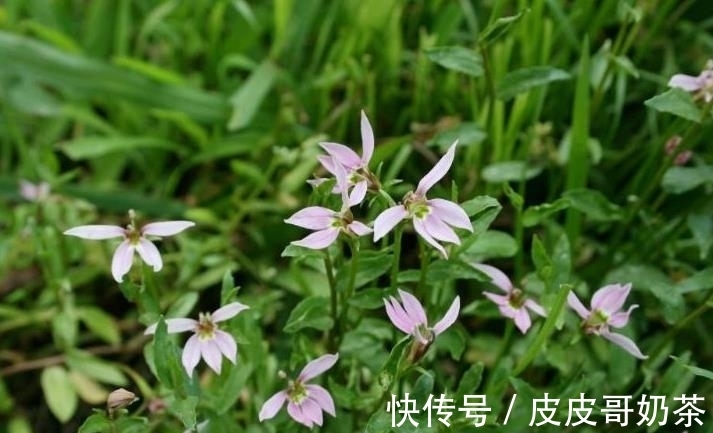 田边一种奇特的植物,花只开半边,俗称“护肝仙草”,你可见过?