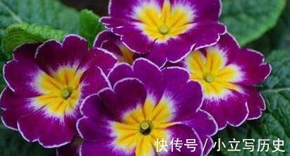 深秋逛花市,看到4种花随便买,再冷都能开花爆盆,十分漂亮