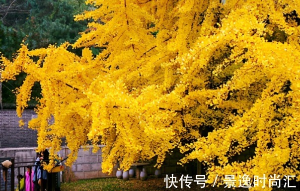 院中有五树,子孙一直富,五树分别是什么树?有何寓意