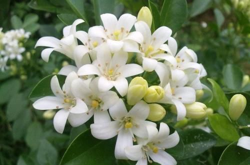 植物|家里万万不要养这几种花，好多人不听劝，难怪身体会越住越差