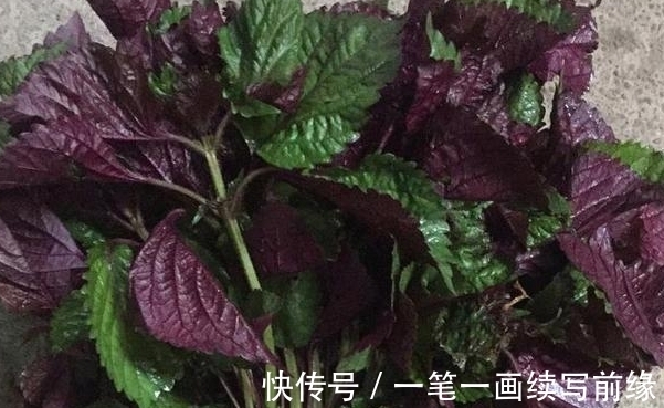 紫苏|名厨秘宝！饮子称第一—紫苏