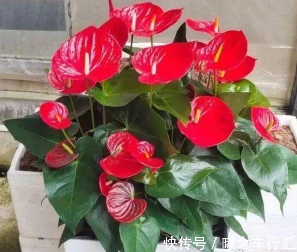 天气越来越热,6种花很怕晒太阳,赶紧给它们遮阴