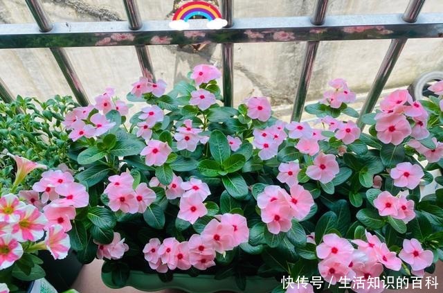 想省心就养这些花，没有病虫害，就爱开花！想省心就养这些花，没有病虫害，就爱开花！