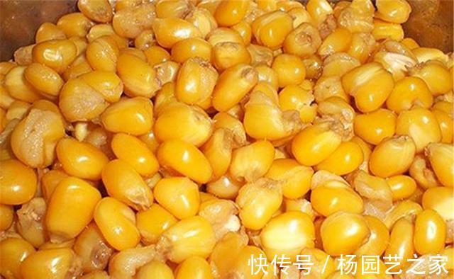 饵料|秋天是钓大鱼的好季节，守钓大鱼，用什么味型的饵料最广谱？