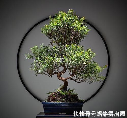 叶片|3种花越养越旺,养成老桩盆景更值钱,摆在家里惬意美好!