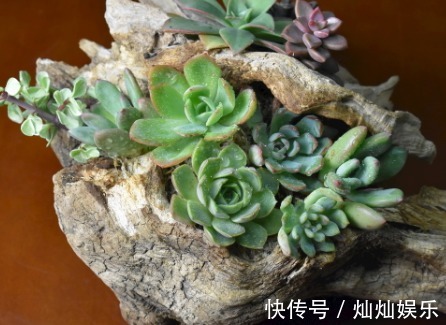养多肉什么时候浇水教你浇水的4个小窍门,让多肉越长越茂盛