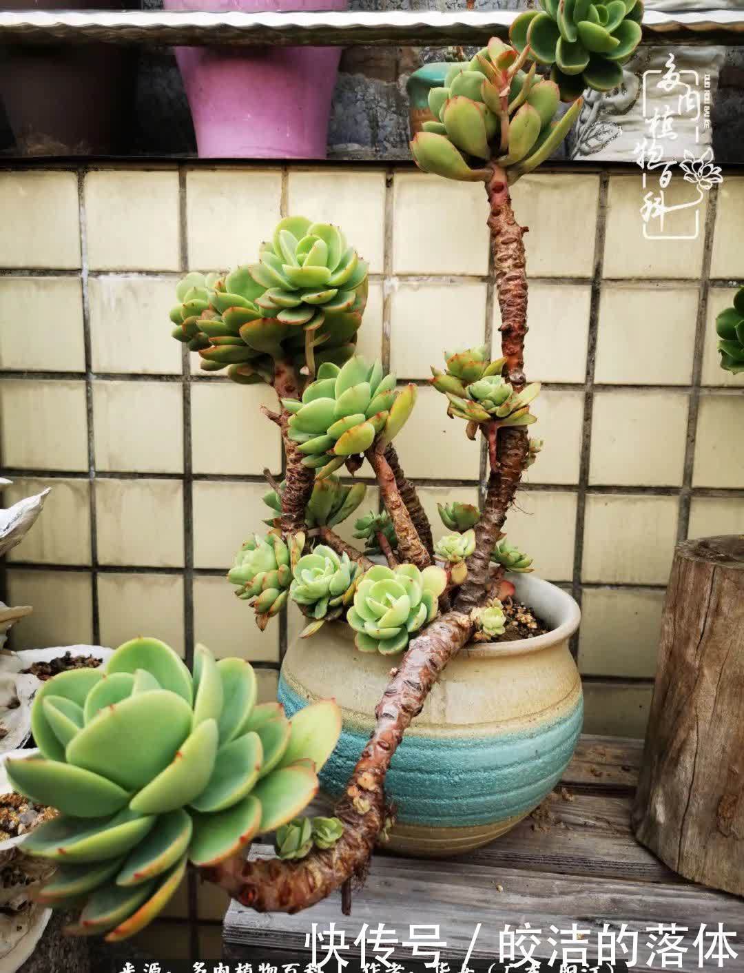 广东的冬天是多肉的春天,时间是最好的魔法师!