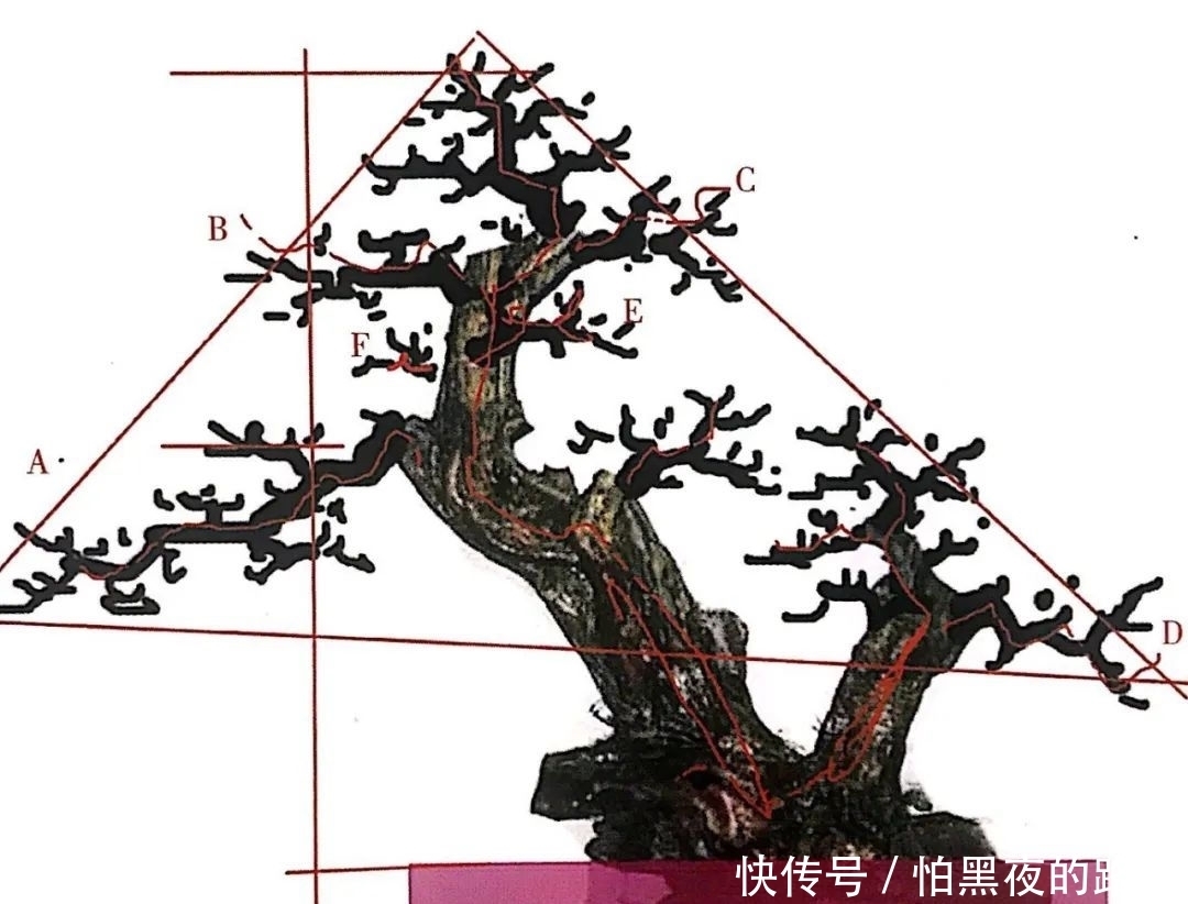 熟知雀梅习性后，临摹盆景设计案例，咱们的盆景作品指日可待！