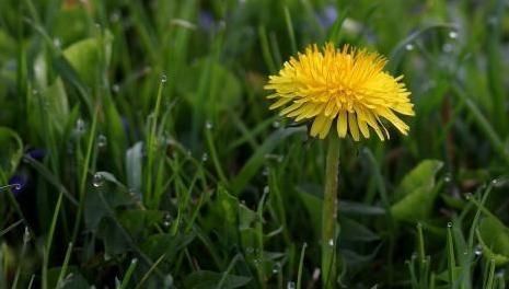 黄金搭档|“它”蒲公英是黄金搭档,坚持连喝7天,清肝明目,显年轻!