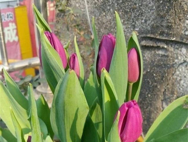 客厅养花,就养这“2种”,好养易活又耐看,比富贵竹、发财树强