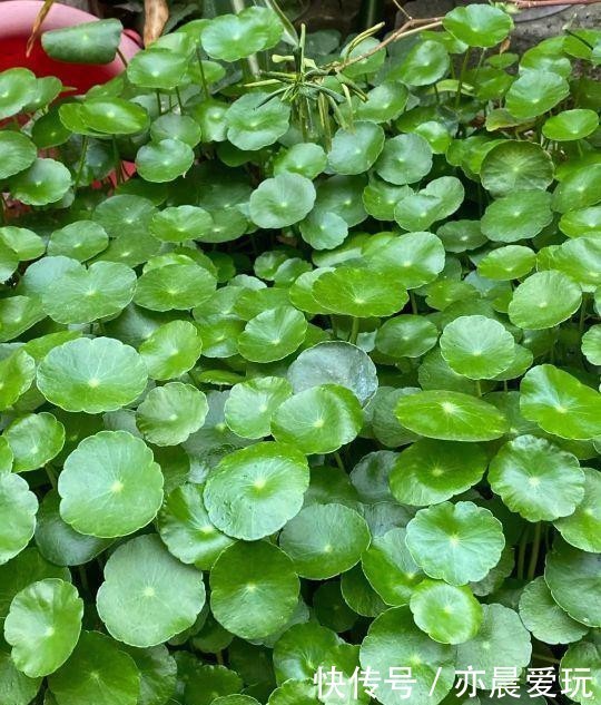 爆盆|铜钱草开花是“累赘”,发现就剪剪剪,叶子更圆更大,持续爆盆!