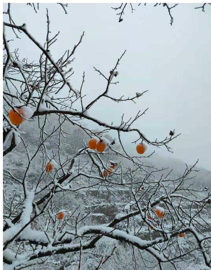 美景|情报站｜下雪啦！山东雪后各地的美景您知道什么样吗？