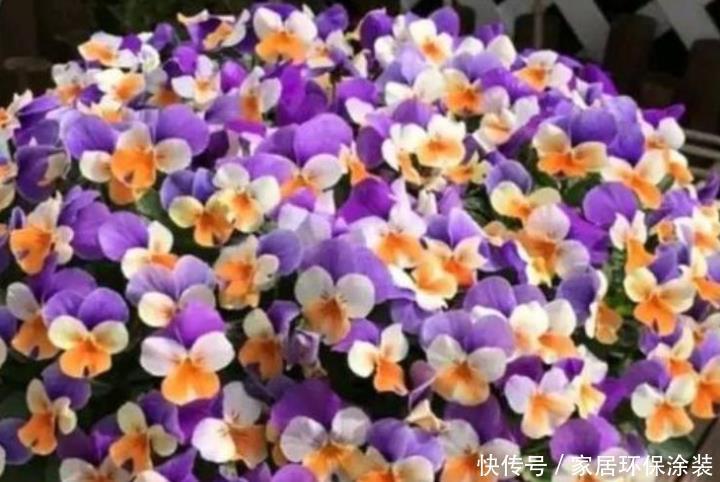 庭院选这几款花,花姿妖娆,盛开时繁花似锦,花色美轮美奂