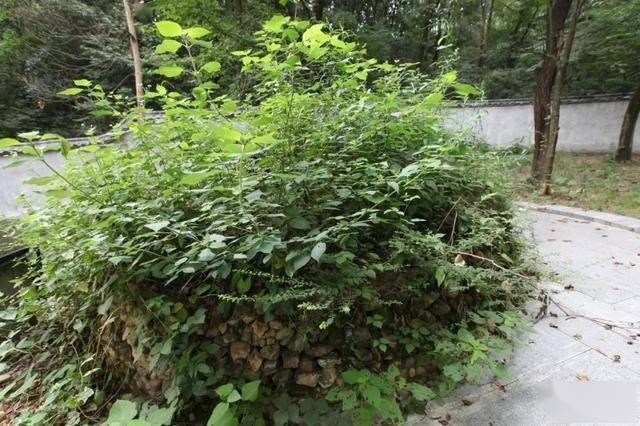 丹青|觅画记·阎立本朝廷号为丹青神化(下)韦力撰