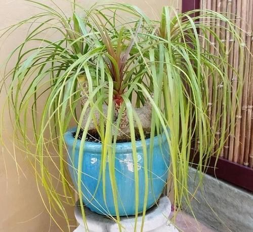 这5种花卉特耐旱，十天半月不浇水都没事