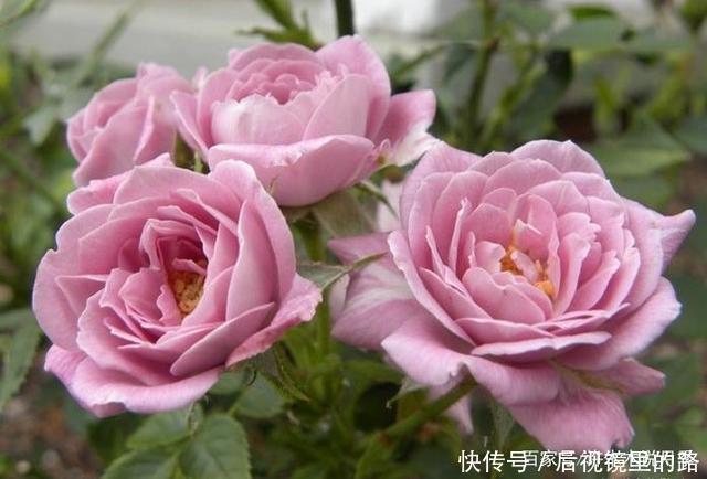 20款紫色月季品种。浓香、抗病非常好养,天然紫色唯美盛开
