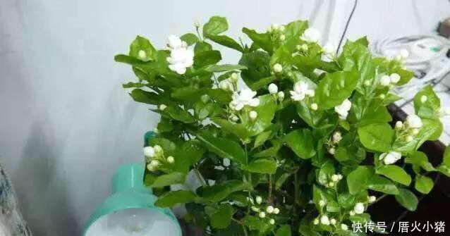 养茉莉花,只用了一个小诀窍,花开的又多又香,太赞了