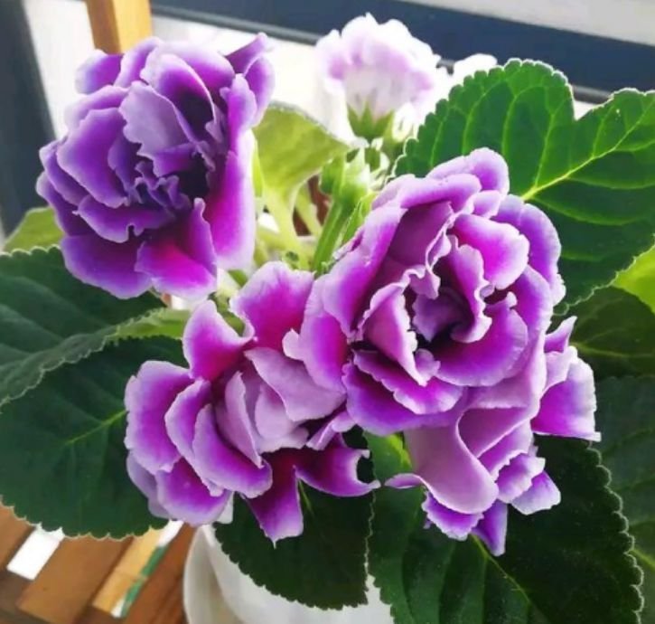 懒人就养“4种花”，给点阳光就灿烂，开花多又美，人见人爱