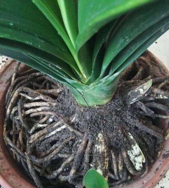 君子兰长得慢，给它吃一点“钙片”，根壮叶绿疯长，开成大花球