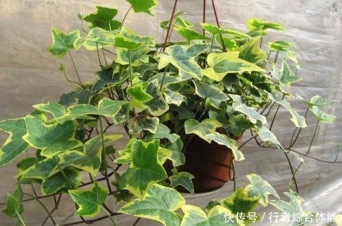 卫生间放了4盆花,味道立马不一样,除异味空气清新,叶绿油亮!