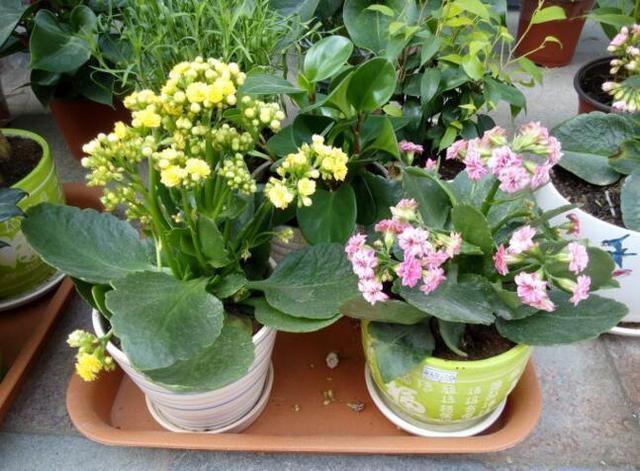 李小姐养“长寿花”，只是加个“它”，盆盆“开满”花，美爆了！