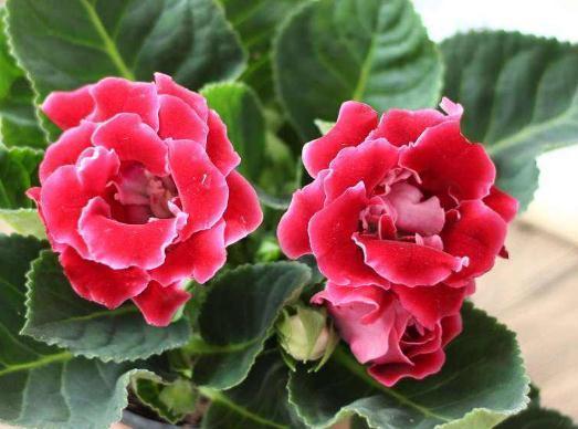 养好大岩桐,除了浇水,还要会用“它”,花苞大又多,开花“旺”