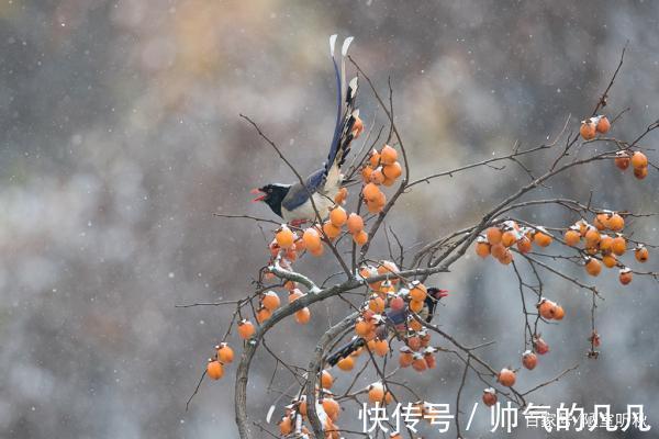 七律@律诗/七律《鸿鹊》