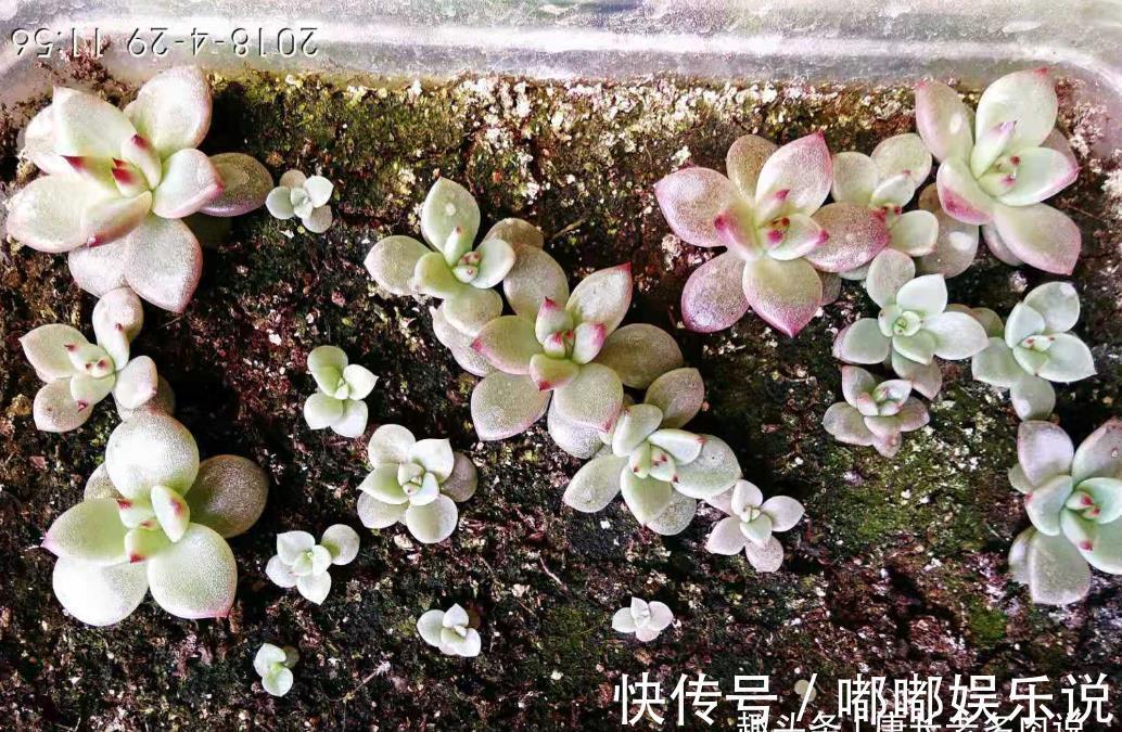 罗密欧|叶片四季皆红的多肉罗宾，不管你说它好不好养，反正我是觉得好养