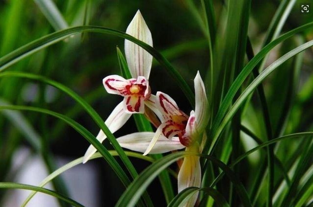 如何让兰花根壮做好这3点养护，兰花根壮叶茂花香浓郁！