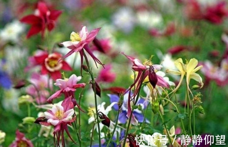 海棠花姿|4种花好养易活,旺财又养人,花朵迷人,阵阵花香,花朵大!
