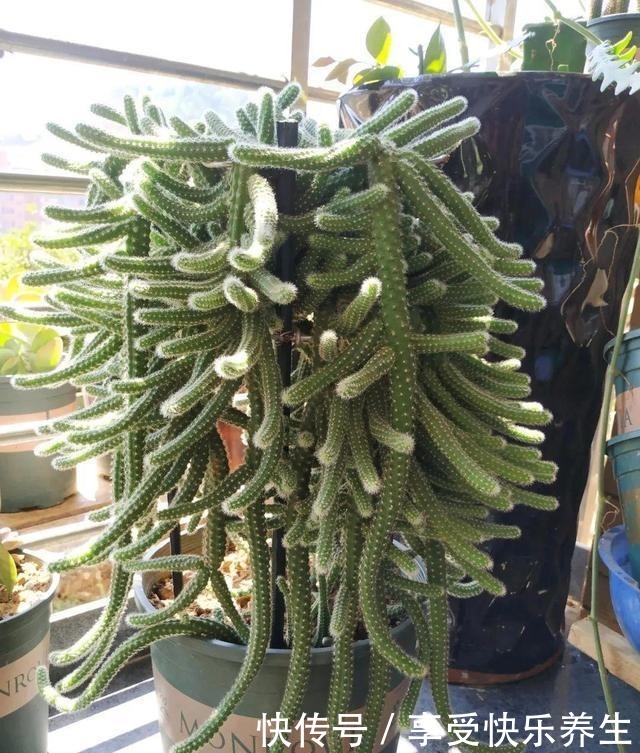 8种镇宅花,窗户边养一棵,霸气又镇宅!