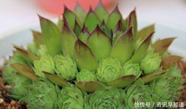 观音莲|适合懒人入手的七种多肉,冬天也冻不死,轻松尝试一下就爆盆