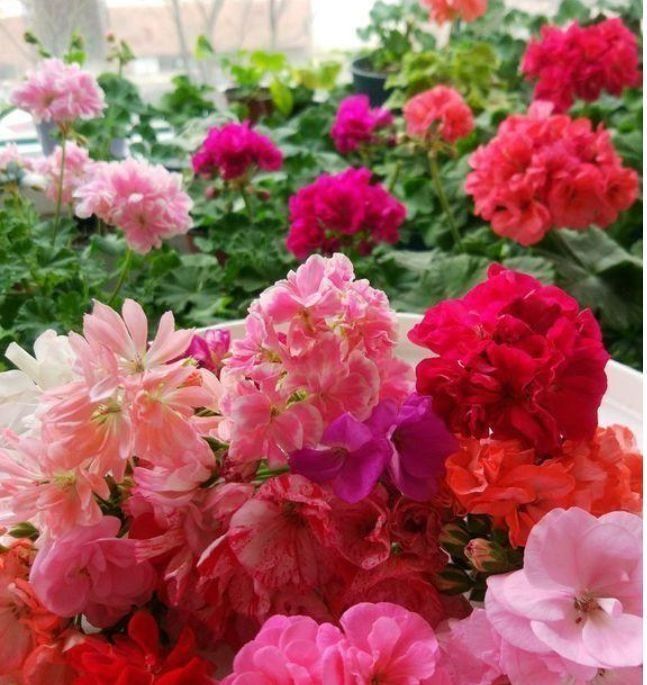 卧室就养几种花,改善睡眠质量,空气清新,好养又好看