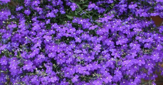 养花试试这几款，艳丽动人深受花友喜爱