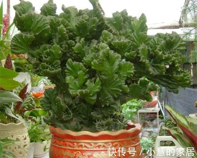 盆景|种“霸气花”,镇宅又大气,家里养一盆,护家守家保平安