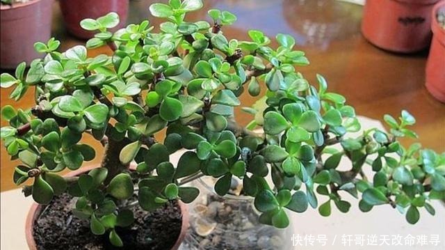 金枝玉叶养成盆景,掌握4个技巧,长得快、株形美!