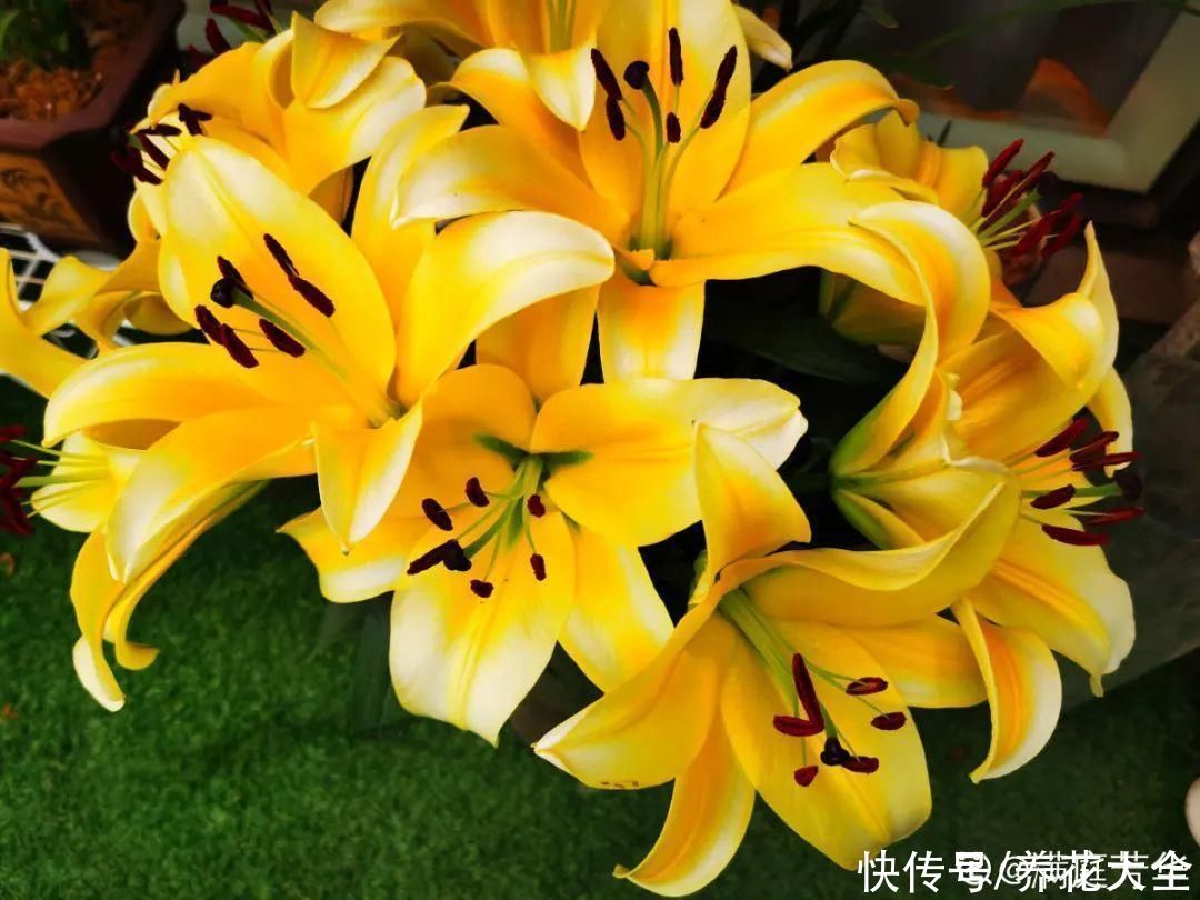 氛围感|养这5种花，实现切花自由，不用别人送