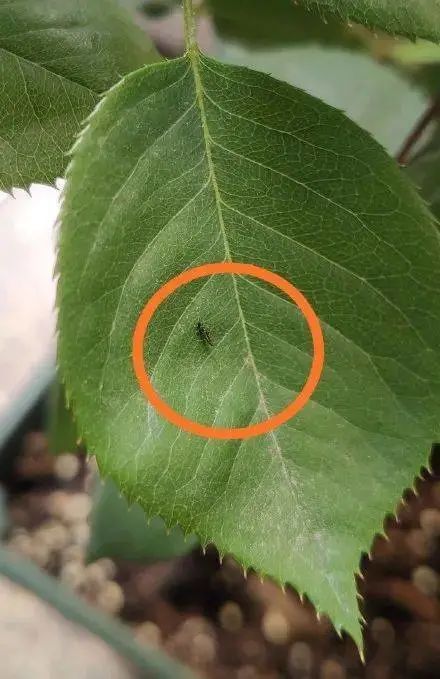 紧急提醒！近期尽量别穿这种颜色的衣服出门！