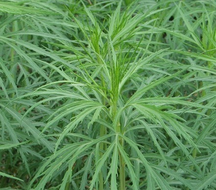 柳蒿|春来野菜香,好吃又养生,下面4种有毒,采挖时需注意,不要误食