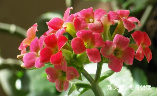 “5”种花，别随意乱送人！送人可能会送走自家“财神爷”！