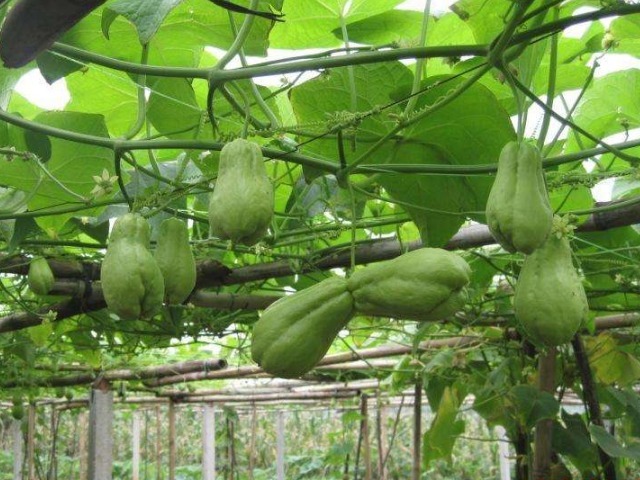 不育之症|农村有一种长相奇特的瓜,是心脏的“保护神”,常吃还能提高智力