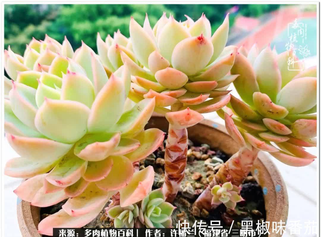 尖尖|养多肉两年,美丽与赏心悦目并存!