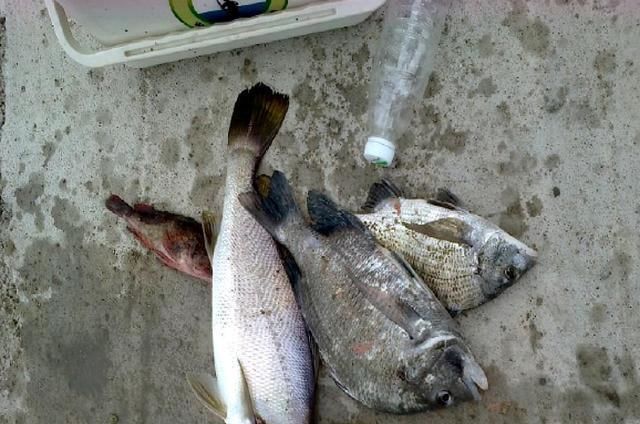 真气人野河打了重窝钓鱼,刚开始连杆别人把竿子抛进你窝里