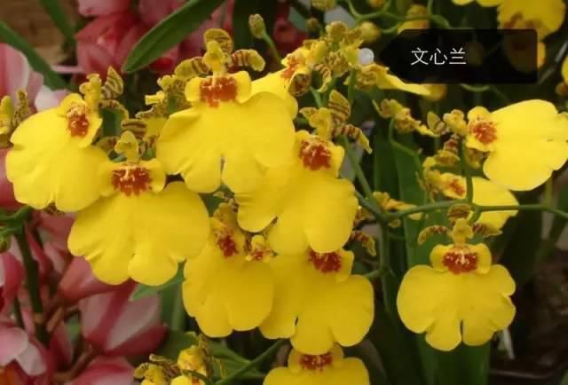 150种常见植物及花卉，你认识几个？