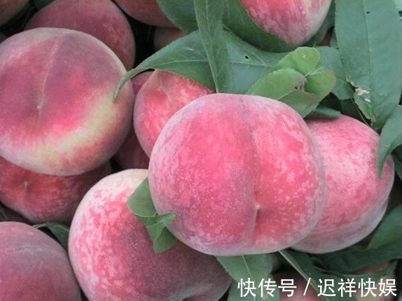 买桃子，不要只会挑大个儿的，学会挑选技巧，桃子又甜又多汁