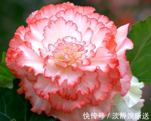 妙招|球根海棠怎么养更漂亮教你3个小妙招，养出最美的球根海棠